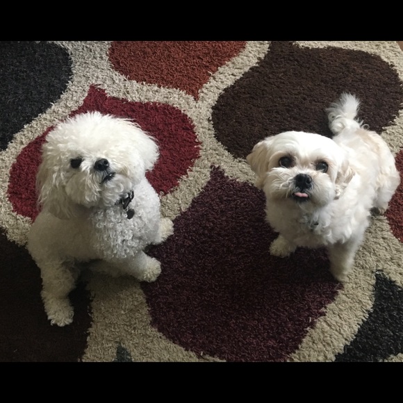 Shop my closet so my dogs can have better lives ☺️ - Picture 6 of 7